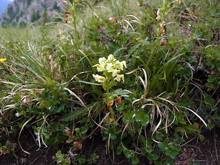 Pedicularis tuberosa