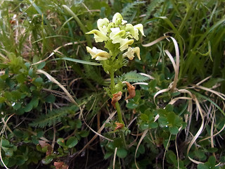 Pedicularis tuberosa