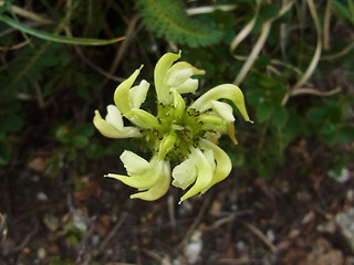 Pedicularis tuberosa