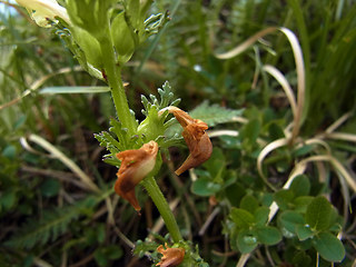 Pedicularis tuberosa