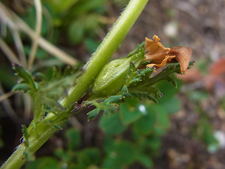 Pedicularis tuberosa