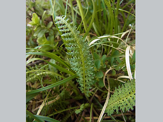 Pedicularis tuberosa