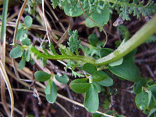 Pedicularis tuberosa