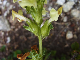 Pedicularis tuberosa