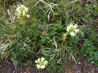 Pedicularis tuberosa