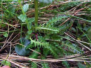 Pedicularis verticillata