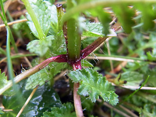 Pedicularis verticillata