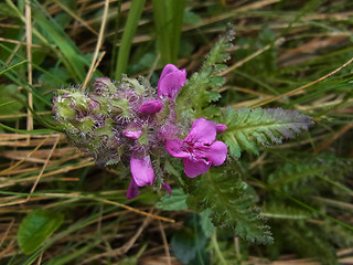 Pedicularis verticillata