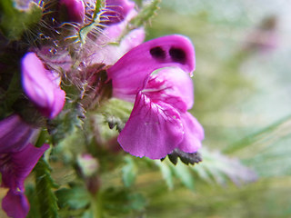 Pedicularis verticillata