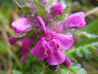 Pedicularis verticillata