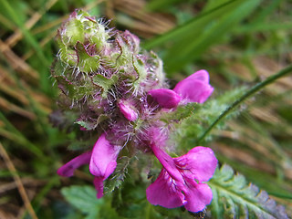 Pedicularis verticillata