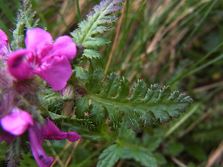 Pedicularis verticillata