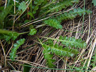 Pedicularis verticillata