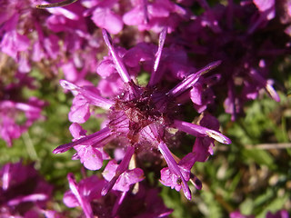 Pedicularis verticillata