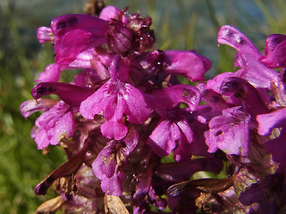 Pedicularis verticillata