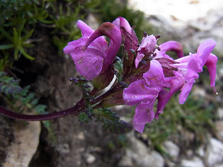 Pedicularis verticillata