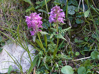 Pedicularis verticillata