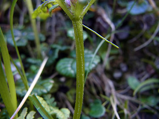 Pedicularis verticillata