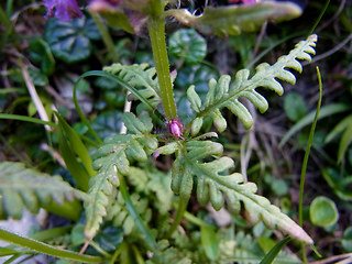 Pedicularis verticillata