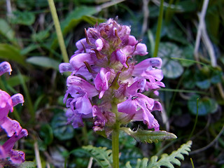 Pedicularis verticillata