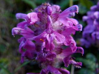 Pedicularis verticillata