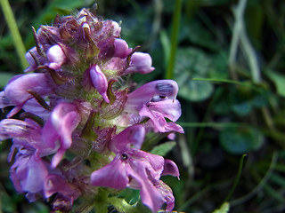 Pedicularis verticillata