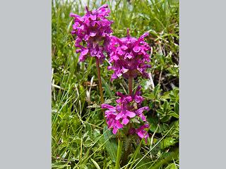 Pedicularis verticillata