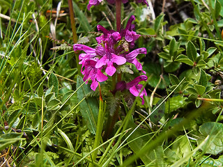 Pedicularis verticillata