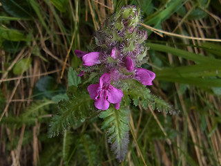 Pedicularis verticillata