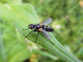 Pelatachina tibialis