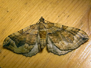 Pelurga comitata