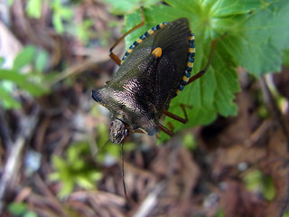 Pentatoma rufipes