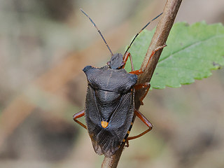 Pentatoma rufipes