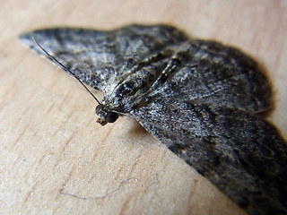 Peribatodes rhomboidaria