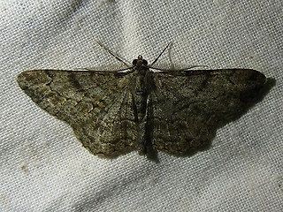 Peribatodes rhomboidaria