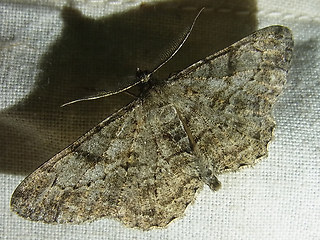 Peribatodes rhomboidaria