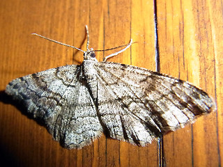 Peribatodes secundaria