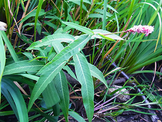 Persicaria amphibia