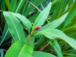 Persicaria amphibia