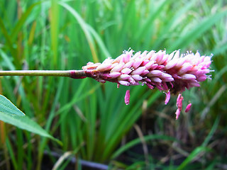 Persicaria amphibia