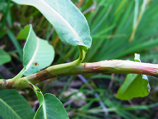 Persicaria amphibia