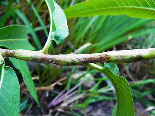 Persicaria amphibia