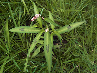 Persicaria maculosa