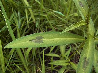 Persicaria maculosa