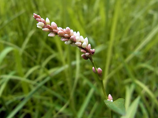 Persicaria maculosa