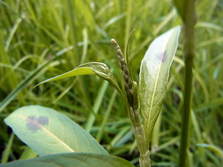 Persicaria maculosa