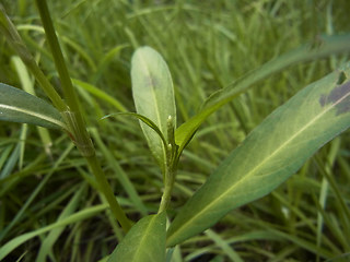 Persicaria maculosa