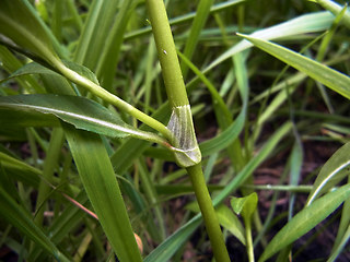 Persicaria maculosa