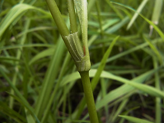 Persicaria maculosa