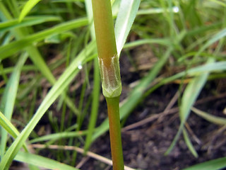 Persicaria maculosa